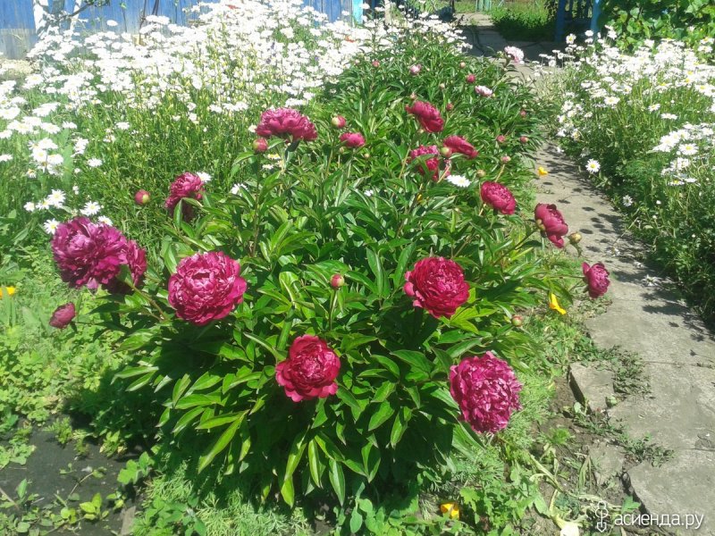 Круглая клумба с пионами