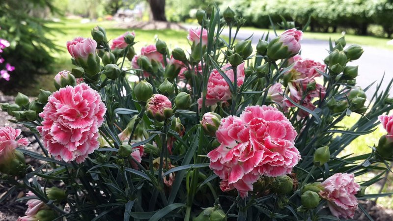 Carnation Garden Plants: Tips for growing Carnations