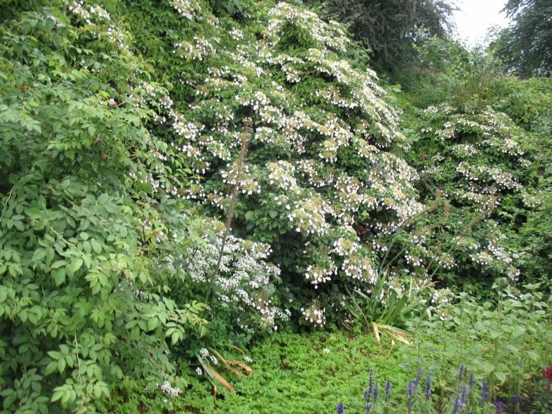 Hydrangea anomala Crug Coral гортензия вьющаяся круг Корал