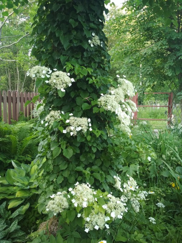 Гортензия Hydrangea anomala petiolaris