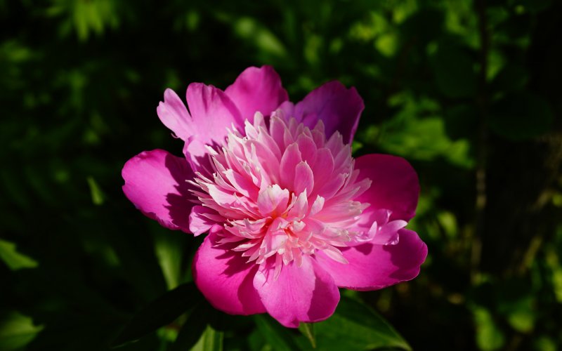 Peony Thumbelina