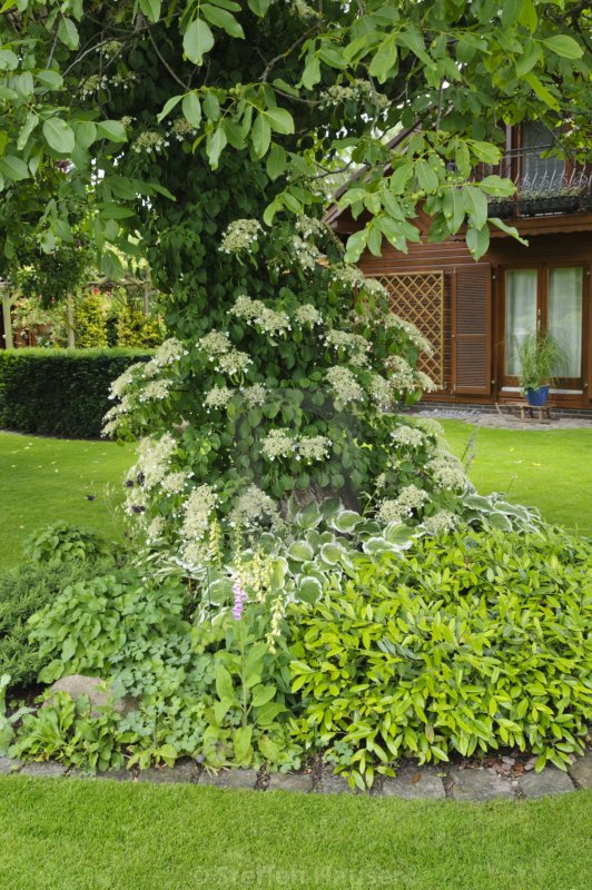 Гортензия Hydrangea anomala SSP petiolaris