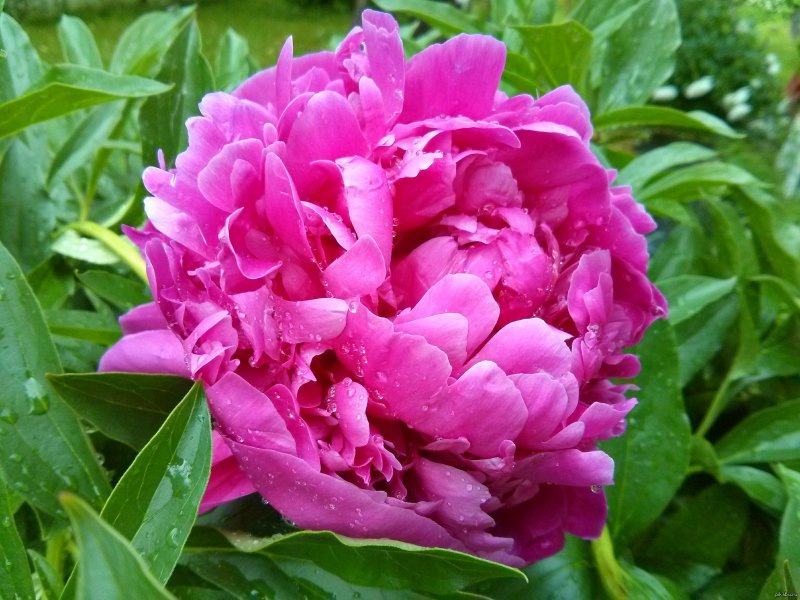 Пионы Paeonia Rome