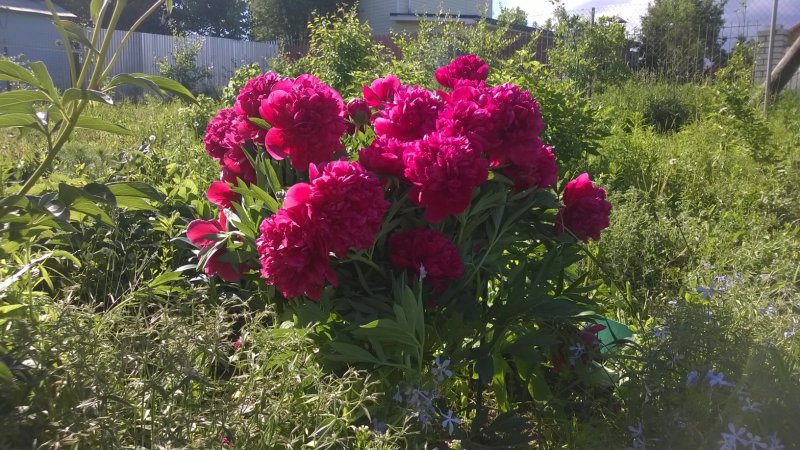 Пионы на кладбище