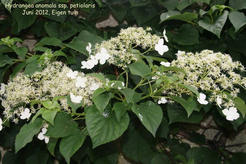Гортензия anomala petiolaris
