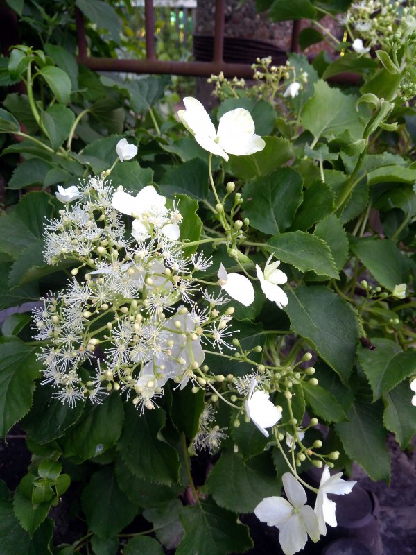 Гортензия вьющаяся черешковая Hydrangea anomala petiolaris