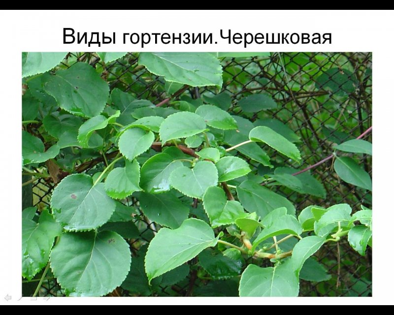 Гортензия черешковая