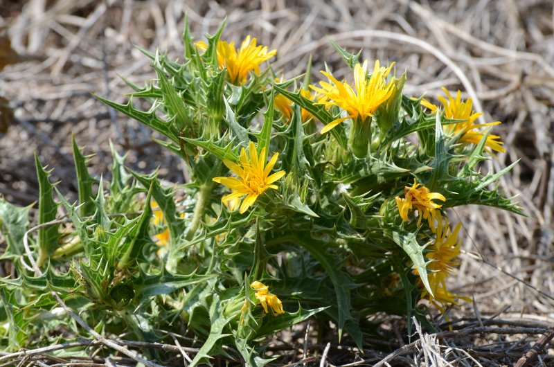 Cirsium komarovii
