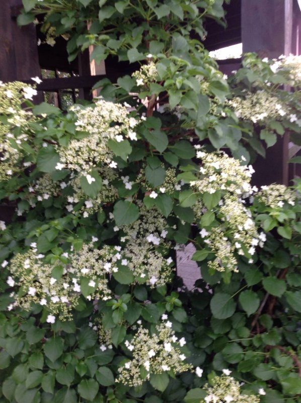 Cercis Silver line