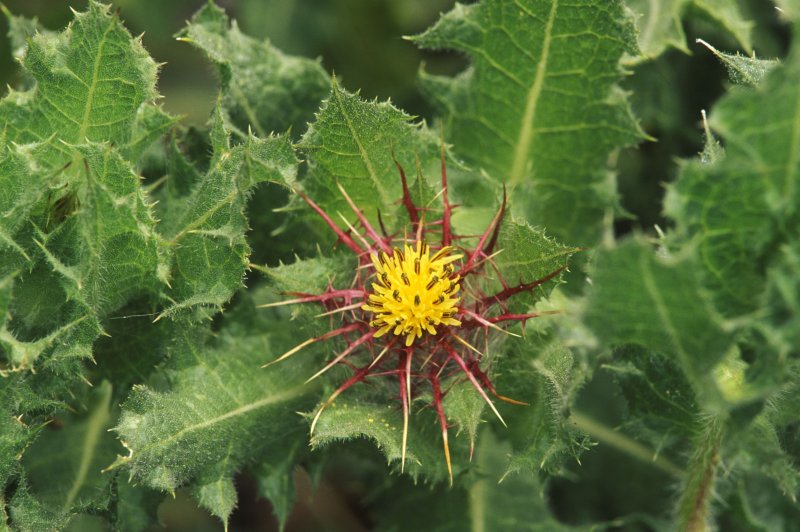 Сколимус пятнистый scolymus maculatus