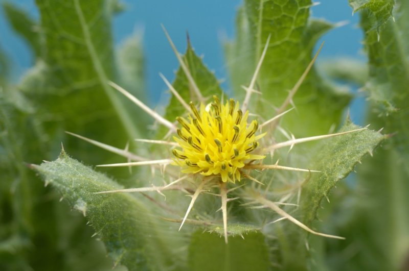 Растение Бодяк съедобный (Cirsium esculentum)