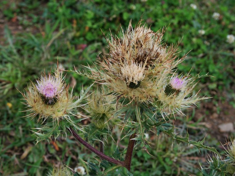 Cirsium discolor