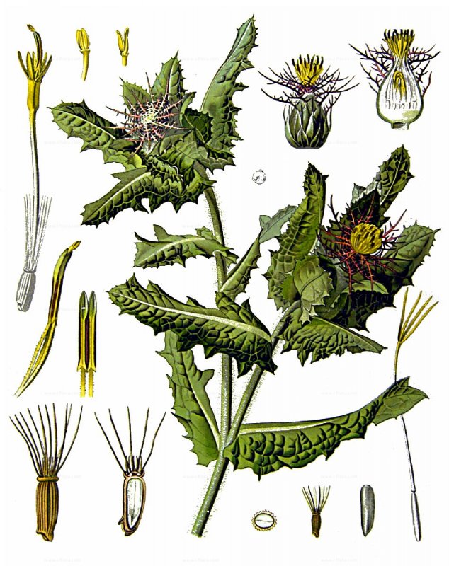 Solidago Virga Aurea