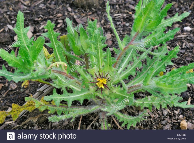 Cirsium discolor ареал