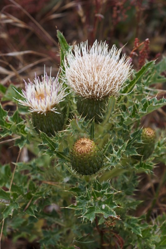 Scolymus hispanicus