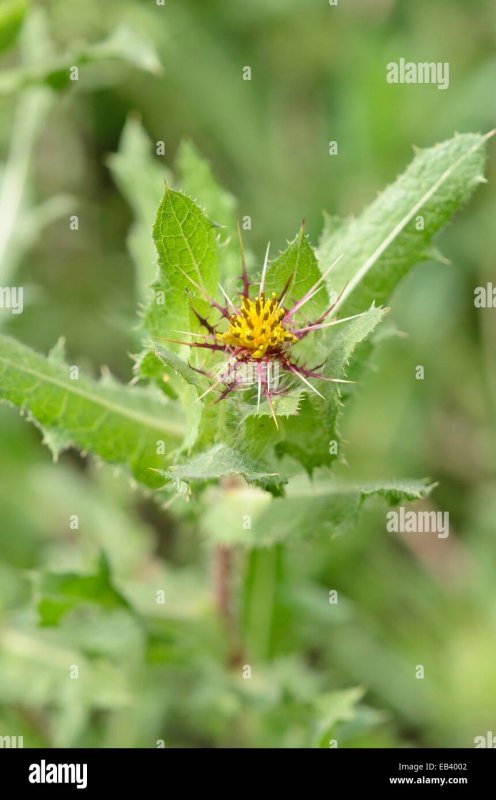 Notobasis syriaca (l.) Cass.