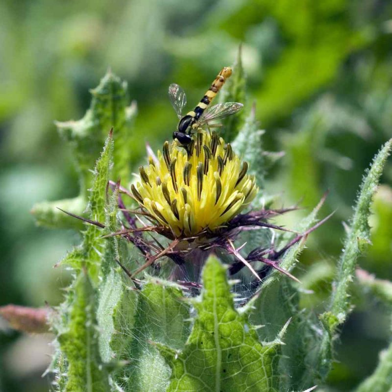 Cirsium Eriophorum