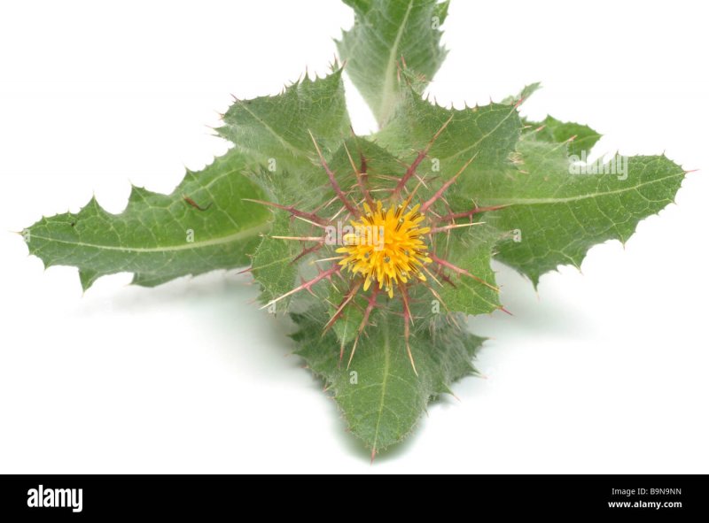 Cirsium monspessulanum