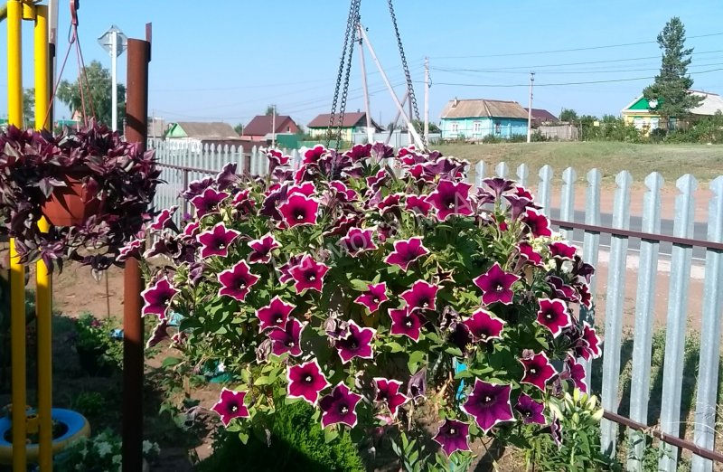 Петуния каскадная моя теплица