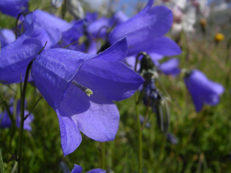 Колокольчик холодолюбивый Campanula