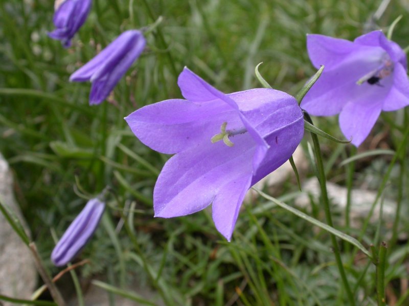 Колокольчик Карпатский (Campanula Carpatica)