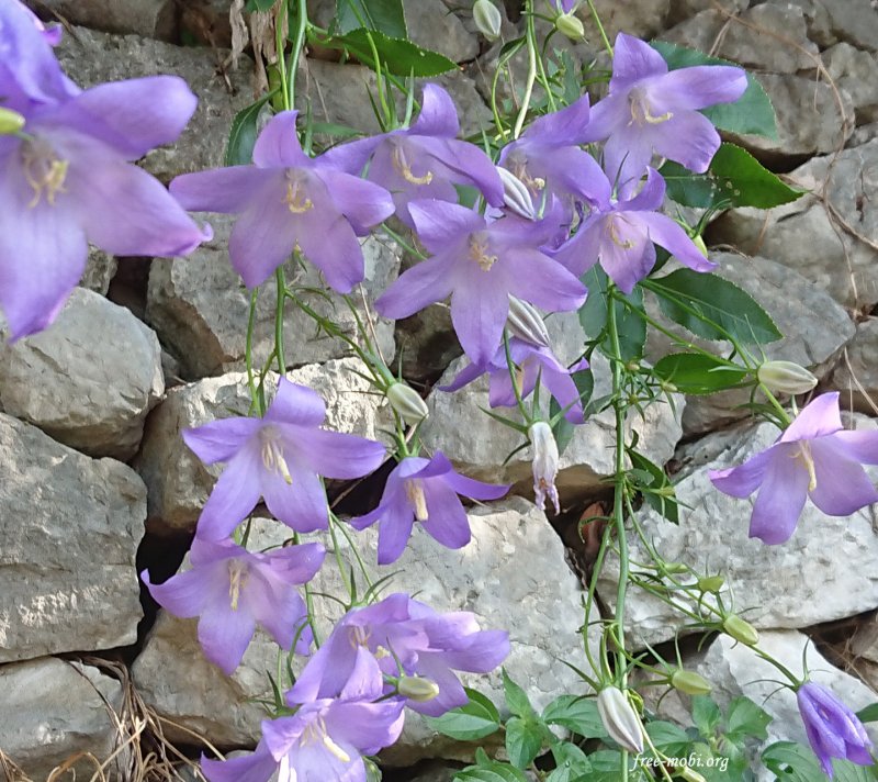 Колокольчик персиколистный Campanula persicifolia