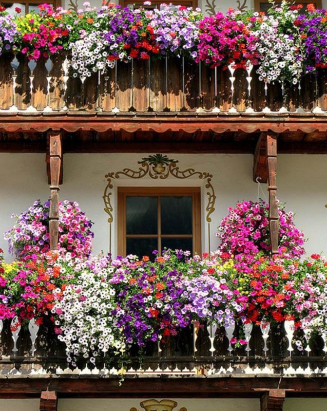 Петуния balcony