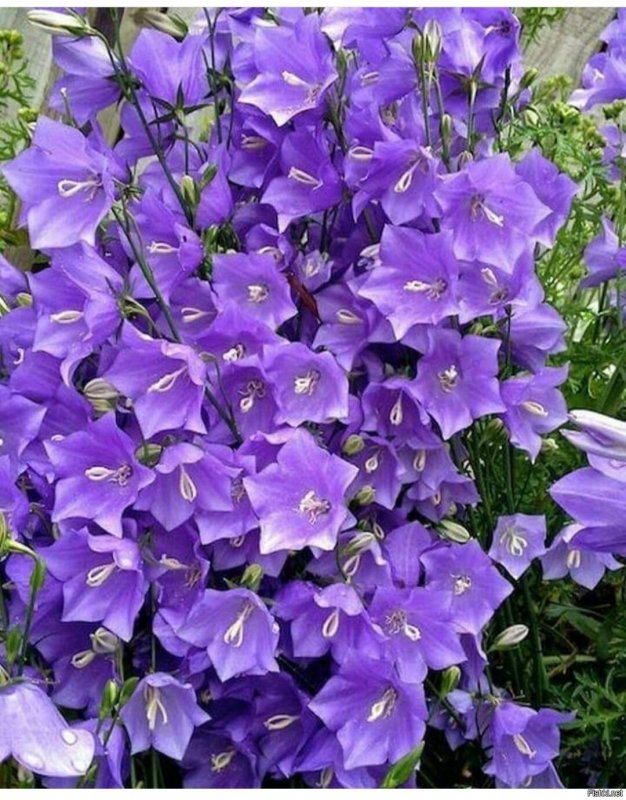 Кампанула Campanula Iris