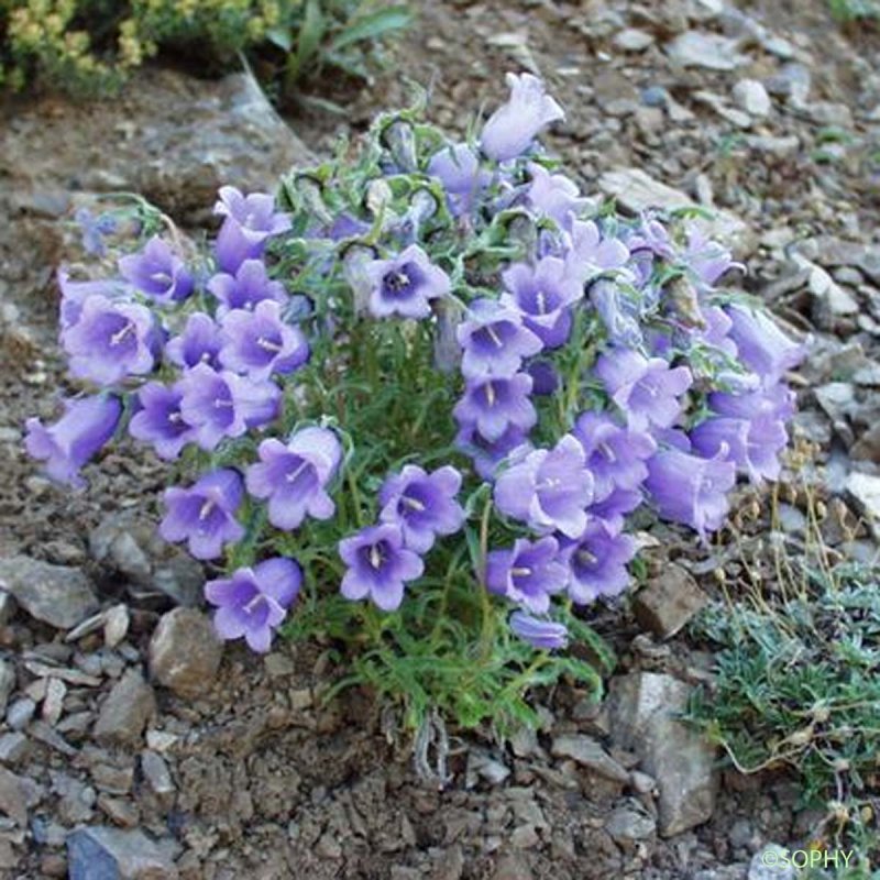 Колокольчик Campanula Viking