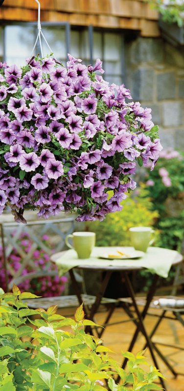 Петуния ALPETUNIA Pink Vein