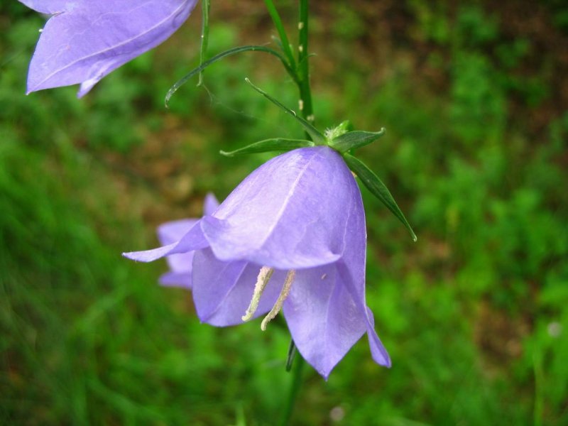 Колокольчик Campanula