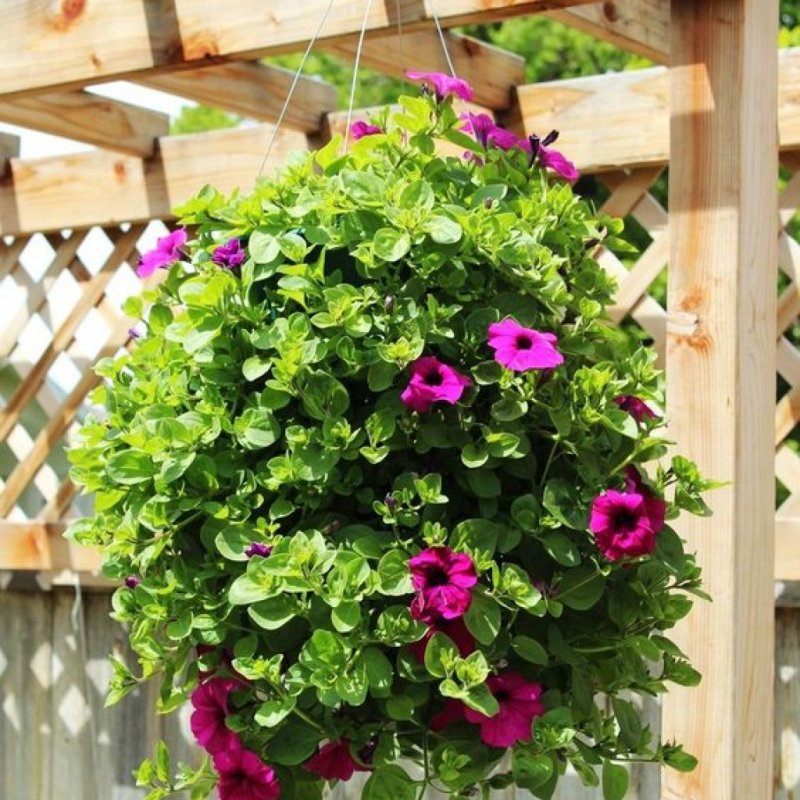 Петуния Supertunia Bordeaux