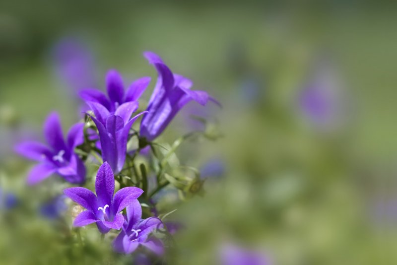 Колокольчик Макашвили - Campanula makaschvilii