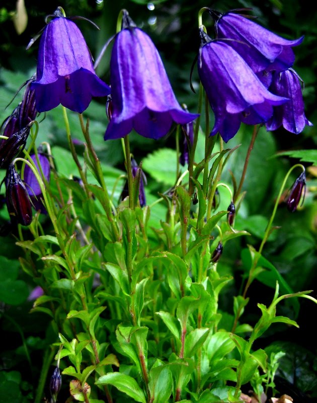 Колокольчик Campanula