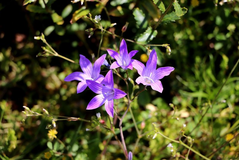 Колокольчик Безенгийский Campanula bessenginica