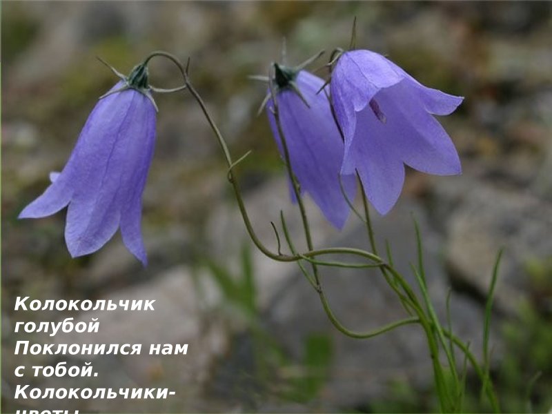 Кампанула колокольчик цветок