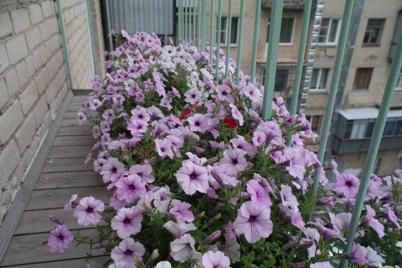 Петуния Patio Violet Heart