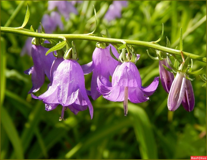 Campanula chamissonis