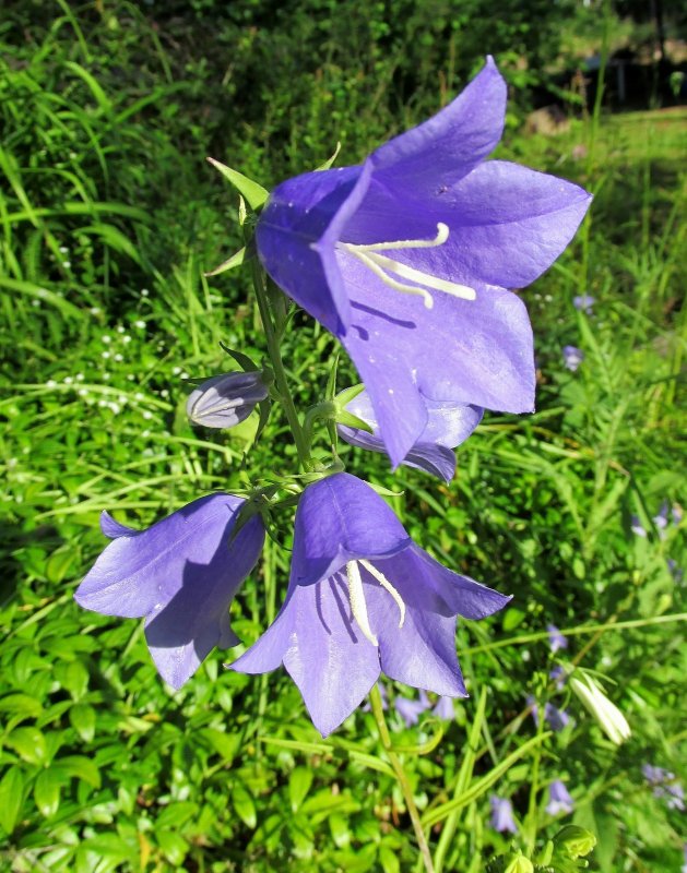 Колокольчик Безенгийский Campanula bessenginica