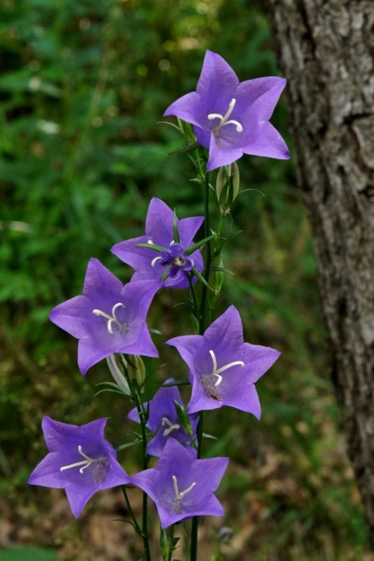 Колокольчик Безенгийский Campanula bessenginica