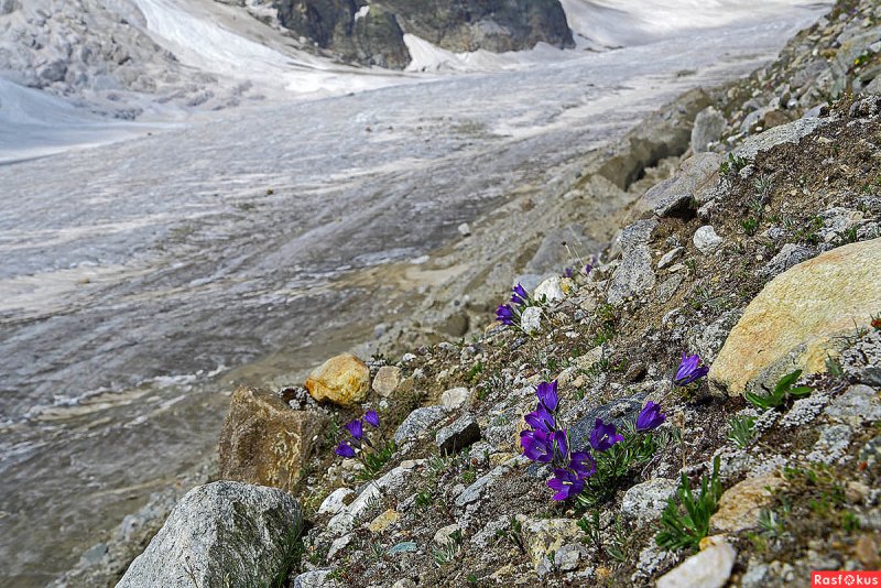 Колокольчик персиколистный Campanula persicifolia