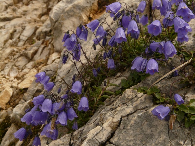 Campanula bessenginica