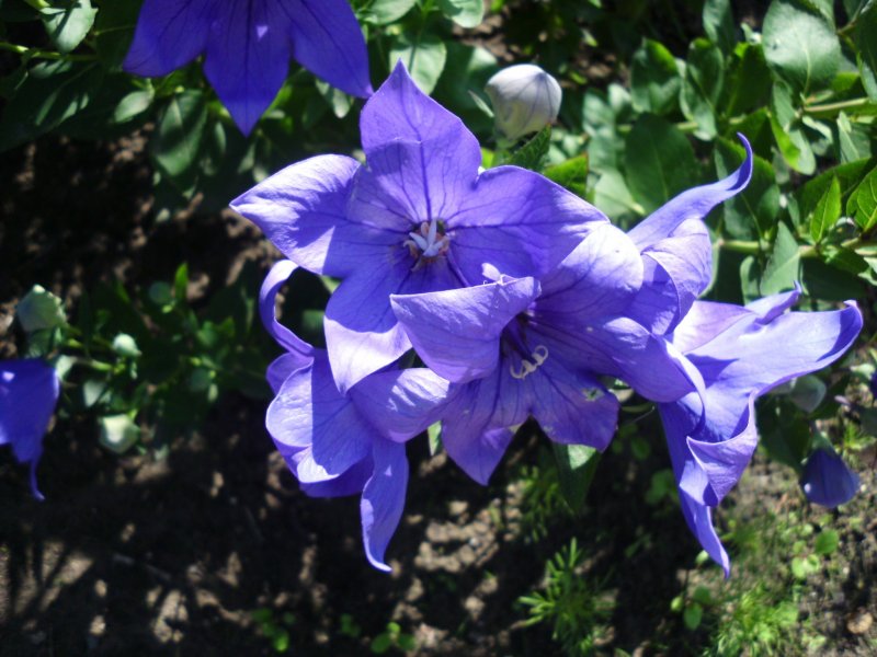 Campanula bessenginica