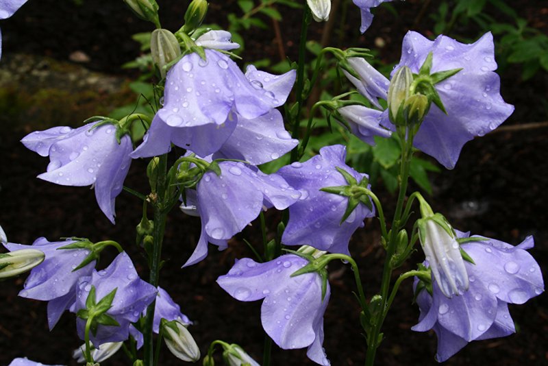 Campanula bellidifolia