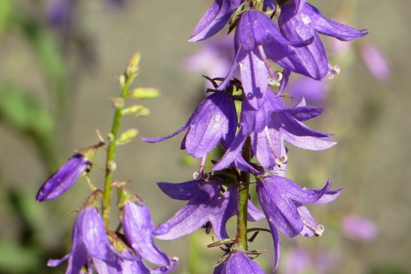 Campanula alliariifolia Snow Dune