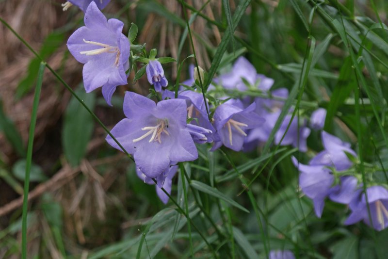 Колокольчик Безенгийский Campanula bessenginica
