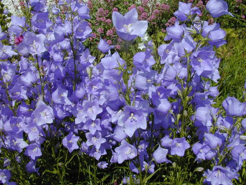 Колокольчик персиколистный (Campanula persicifolia l.)