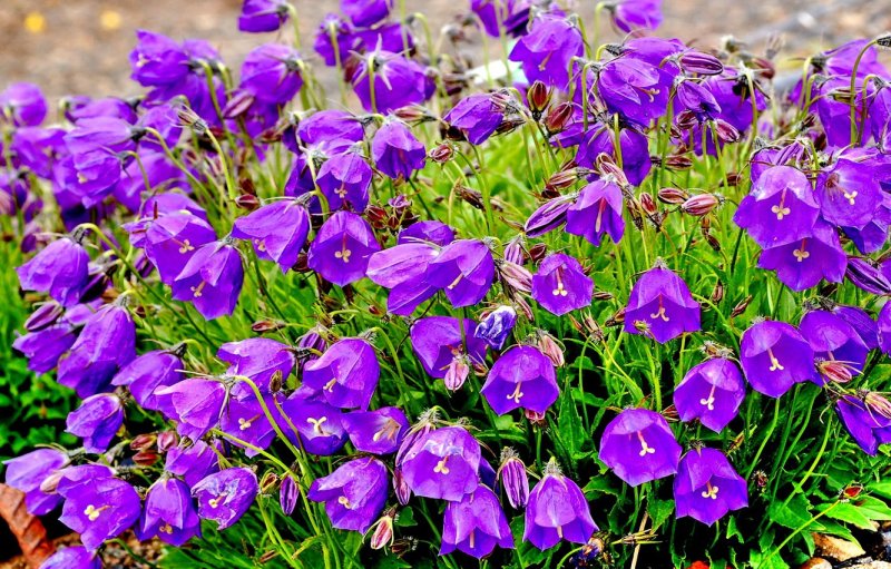 Колокольчик Campanula