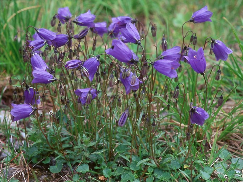 Колокольчик ложечницелистный Campanula cochleariifolia
