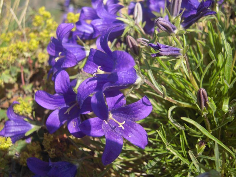 Campanula bessenginica